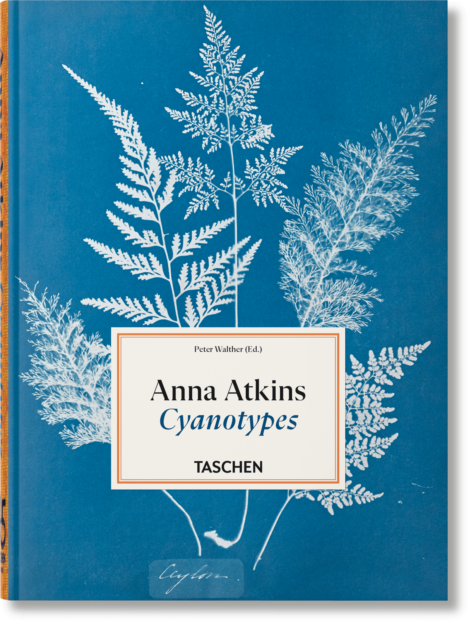 Anna Atkins. Cyanotypes