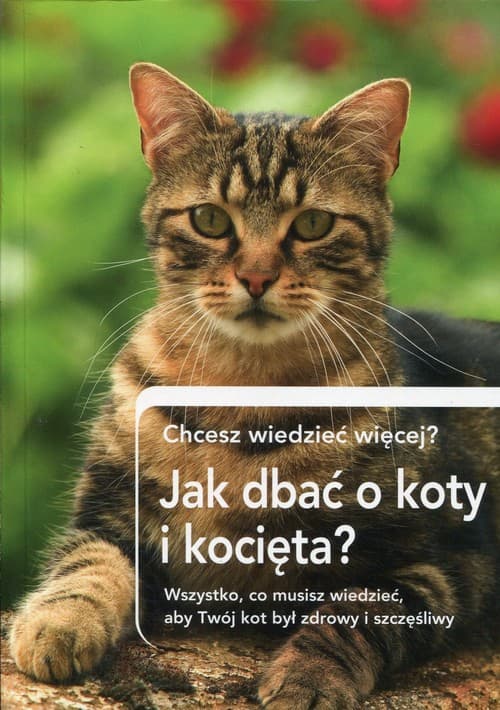 Jak dbać o koty i kocięta? Chcesz wiedzieć więcej? Wszystko, co musisz wiedzieć, aby Twój kot był zdrowy i szczęśliwy