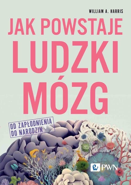 Jak powstaje ludzki mózg Od zapłodnienia do narodzin