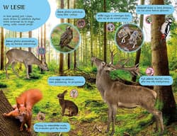 Galeria - zdjęcie nr. 2 - 50 dźwięków Zwierzęta wokół nas