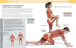 Galeria - zdjęcie nr. 3 - Anatomia stretchingu 50 podstawowych ćwiczeń wzmacniających i zwiększających elastyczność