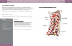Galeria - zdjęcie nr. 4 - Anatomia urazów sportowych
