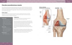 Galeria - zdjęcie nr. 2 - Anatomia urazów sportowych