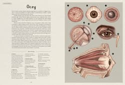 Galeria - zdjęcie nr. 2 - Anatomicum. Muzeum Anatomii wyd. 2024