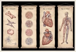 Galeria - zdjęcie nr. 4 - Anatomicum. Muzeum Anatomii wyd. 2024