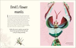 Galeria - zdjęcie nr. 4 - Anthology of Remarkable Bugs