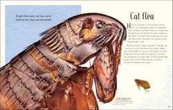 Galeria - zdjęcie nr. 5 - Anthology of Remarkable Bugs