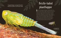 Galeria - zdjęcie nr. 4 - Anthology of Remarkable Bugs