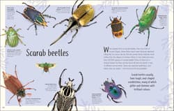Galeria - zdjęcie nr. 2 - Anthology of Remarkable Bugs