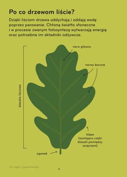 Galeria - zdjęcie nr. 5 - Arborama. Odkrywaj i obserwuj niezwykły świat drzew
