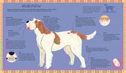 Galeria - zdjęcie nr. 4 - Atlas psów. Rasy z całego świata