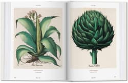 Galeria - zdjęcie nr. 5 - Basilius Besler. Florilegium. The Book of Plants wer. angielska