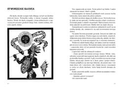 Galeria - zdjęcie nr. 3 - Biały Mustang