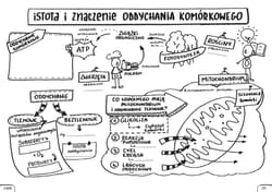 Galeria - zdjęcie nr. 2 - Biologia Graficzne karty pracy dla liceum i technikum Poziom podstawowy Zestaw 1