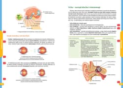 Galeria - zdjęcie nr. 2 - Biologia. Nowe Repetytorium. Szkoła podstawowa 2024-2026