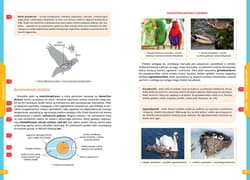 Galeria - zdjęcie nr. 3 - Biologia. Nowe Repetytorium. Szkoła podstawowa 2024-2026