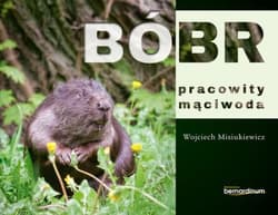 Bóbr pracowity mąciwoda - Wojciech Misiukiewicz