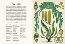 Galeria - zdjęcie nr. 2 - Botanicum