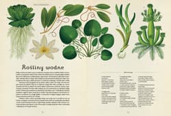 Galeria - zdjęcie nr. 3 - Botanicum. Muzeum Roślin wyd. 2024