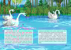 Galeria - zdjęcie nr. 3 - Brzydkie kaczątko