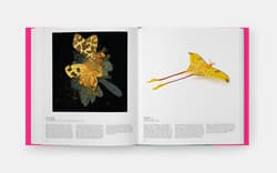 Galeria - zdjęcie nr. 5 - Butterfly. Exploring the World of Lepidoptera