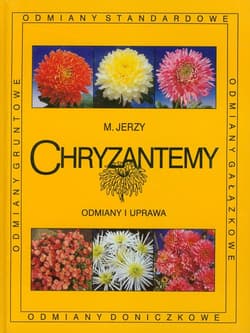 Chryzantemy Odmiany i uprawa