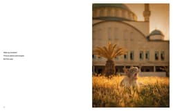 Galeria - zdjęcie nr. 2 - City Cats of Istanbul