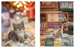 Galeria - zdjęcie nr. 5 - City Cats of Istanbul