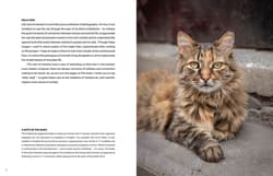 Galeria - zdjęcie nr. 4 - City Cats of Istanbul