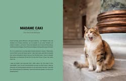 Galeria - zdjęcie nr. 3 - City Cats of Istanbul