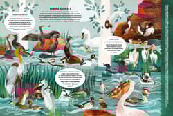 Galeria - zdjęcie nr. 2 - Czaple, kury i głuptaki, czyli o bogactwie ptasiego świata