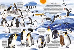 Galeria - zdjęcie nr. 3 - Czaple, kury i głuptaki, czyli o bogactwie ptasiego świata