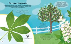 Galeria - zdjęcie nr. 3 - Czemu sosna ma igły? Wiem wszystko o drzewach