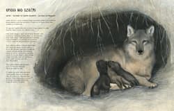 Galeria - zdjęcie nr. 3 - Czternaście wilków O strażnikach ekosystemu