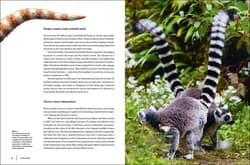 Galeria - zdjęcie nr. 2 - Dinosaurs wer. angielska