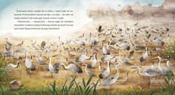 Galeria - zdjęcie nr. 5 - Dobranocki. Na łące