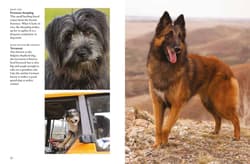 Galeria - zdjęcie nr. 4 - Dogs wer. angielska