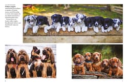 Galeria - zdjęcie nr. 2 - Dogs wer. angielska