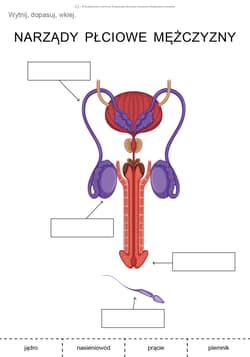 Galeria - zdjęcie nr. 5 - Dojrzewanie Materiały dla uczniów ze specjalnymi potrzebami edukacyjnymi