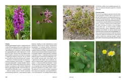 Galeria - zdjęcie nr. 5 - Dziki rok