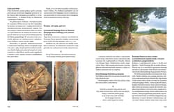Galeria - zdjęcie nr. 3 - Dziki rok