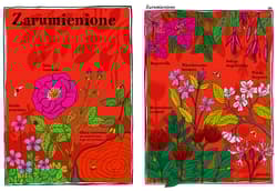 Galeria - zdjęcie nr. 4 - Elegantki trucicielki i inne ziółka Zwariowany atlas roślin