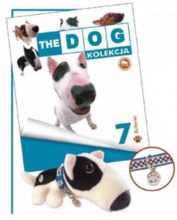 English Bull Terrier