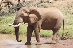 Galeria - zdjęcie nr. 3 - English vocabulary Animals