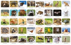 Galeria - zdjęcie nr. 2 - Fauna Polski Memory