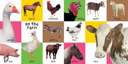Galeria - zdjęcie nr. 2 - First 100 Animals