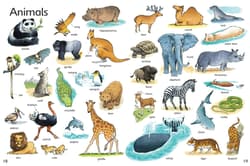 Galeria - zdjęcie nr. 5 - First Thousand Words in English wer. angielska