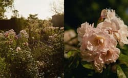 Galeria - zdjęcie nr. 5 - Flower Couture