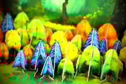 Galeria - zdjęcie nr. 5 - Fotosynteza