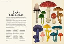 Galeria - zdjęcie nr. 4 - Fungarium Muzeum Grzybów